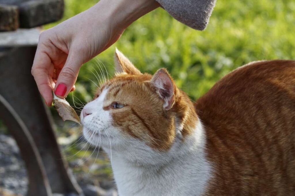 gatto fa uno spuntino