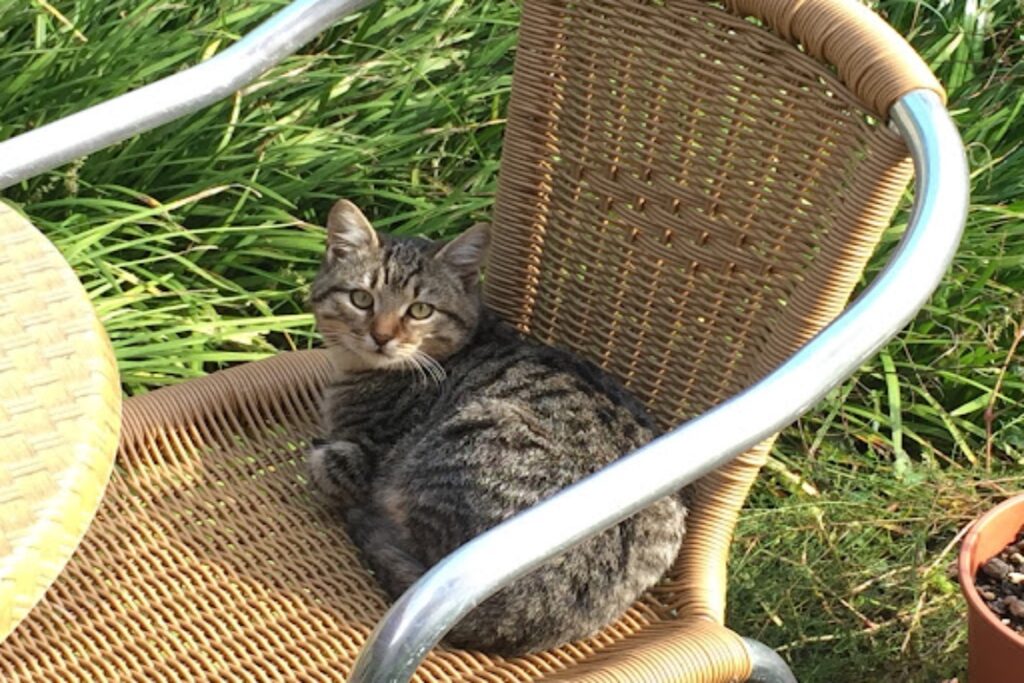 gatto in campagna