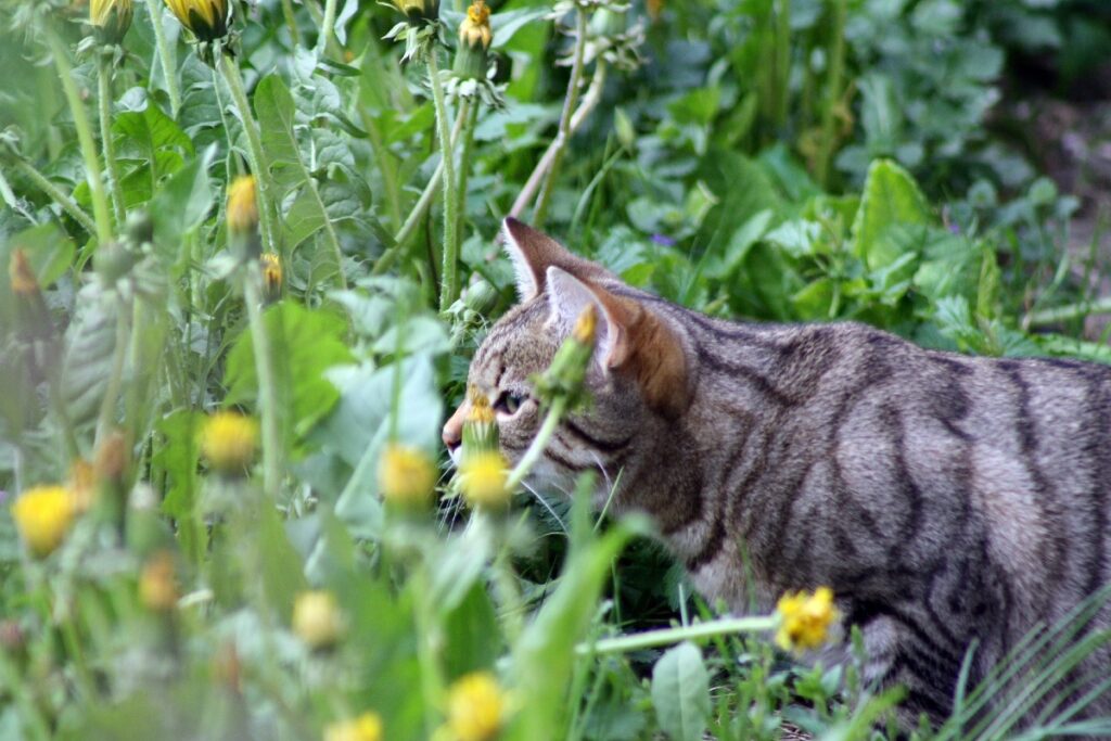 gatto in campagna