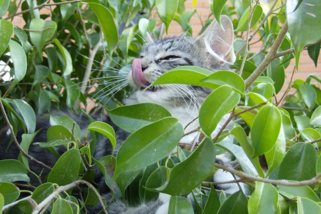 gatto lecca piante 