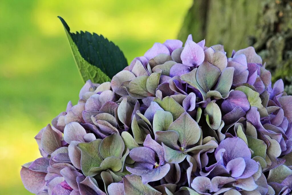 ortensie per gatti