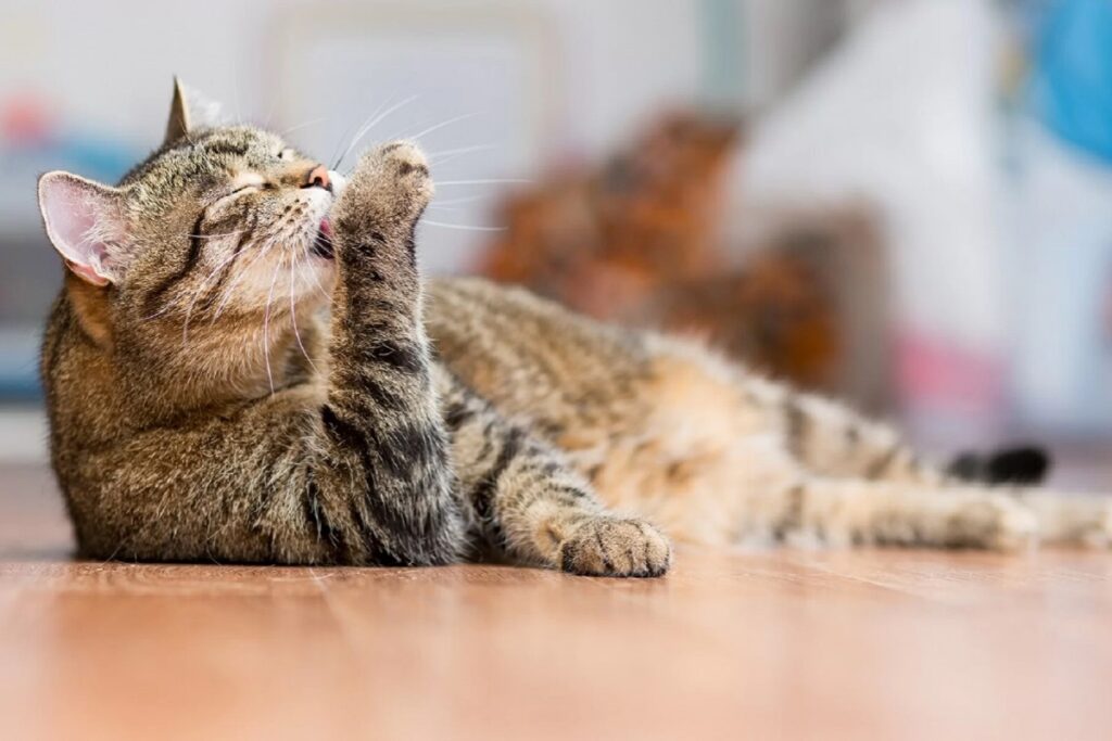 gatto si lecca la zampa