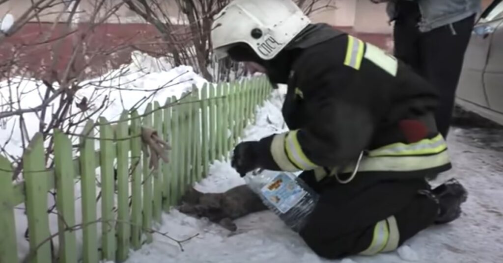 pompiere salva gatto che sta morendo di freddo