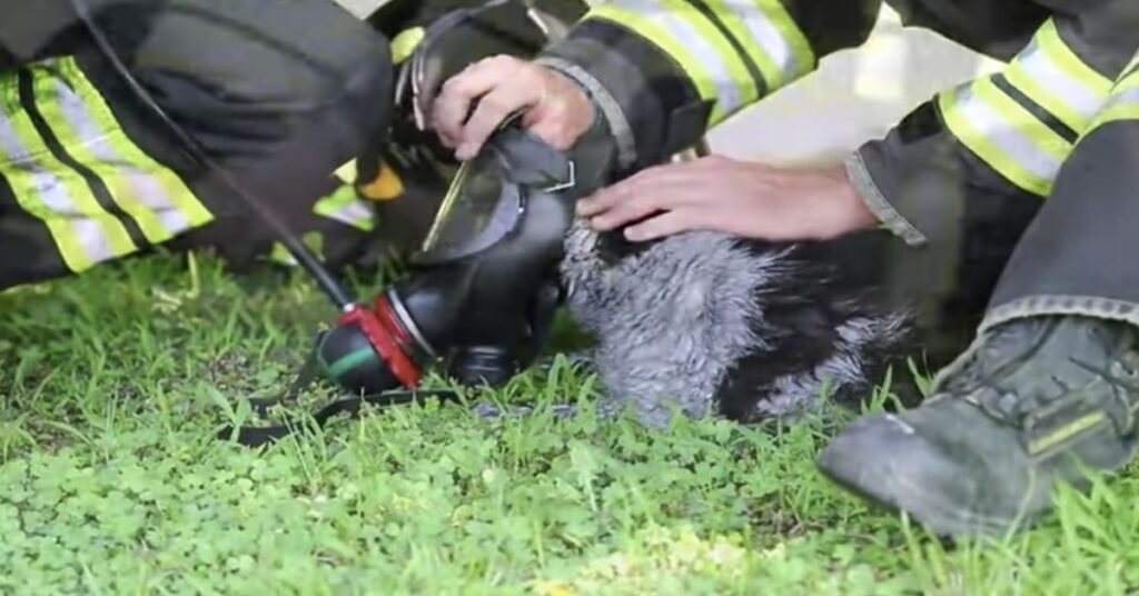 pompieri salvano un gatto in un incendio