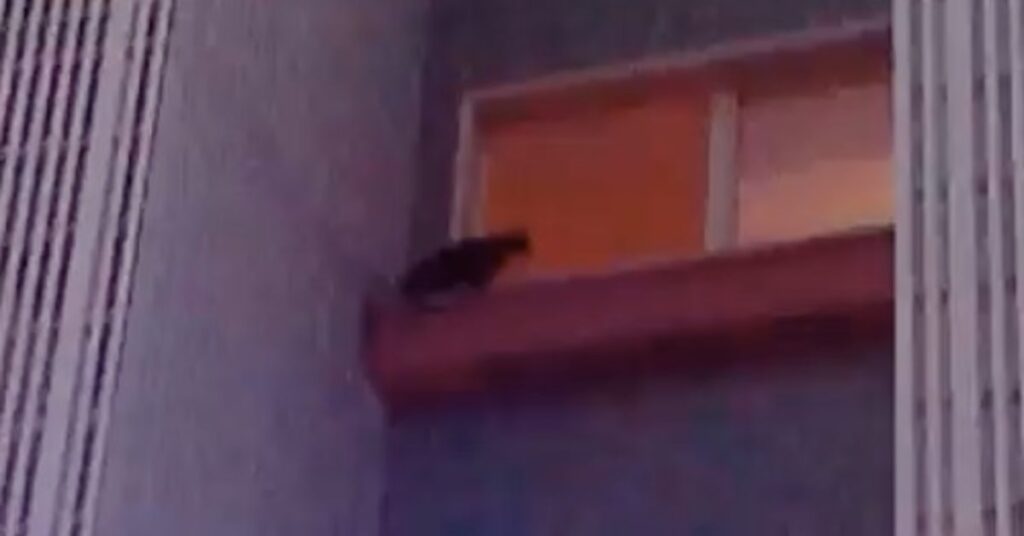 gatto sul davanzale di una finestra