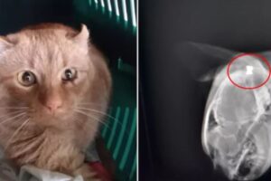 Gatto con un proiettile nell’occhio: la sua storia