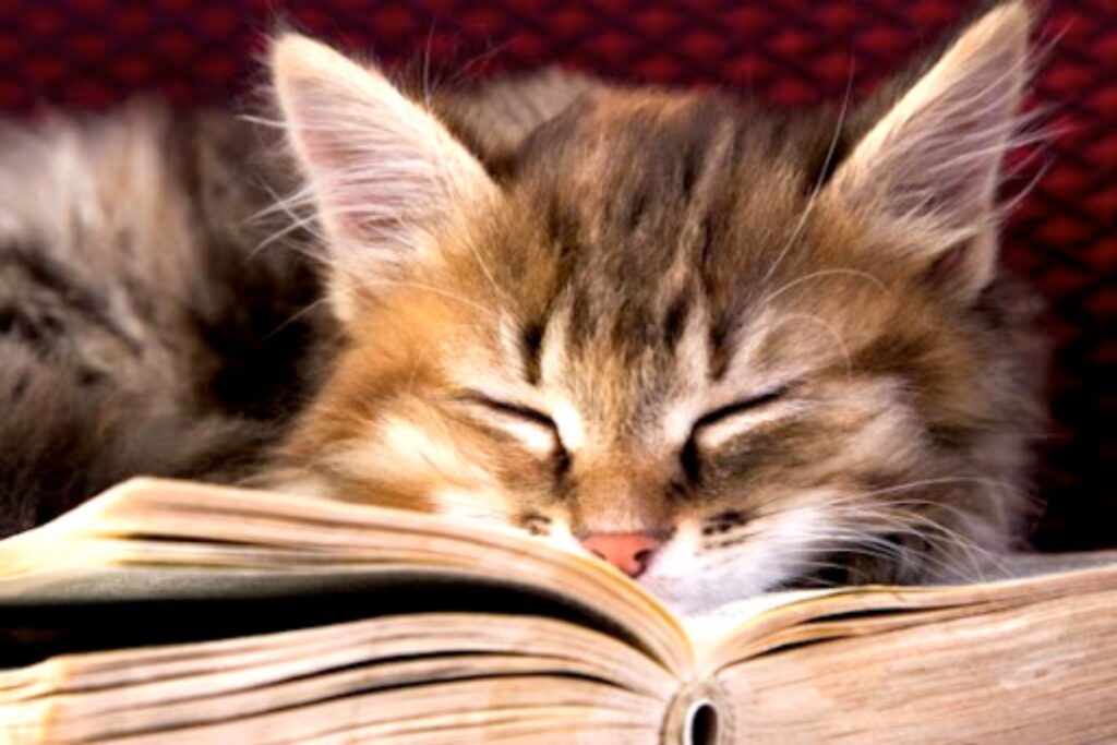 gatto dorme su un libro