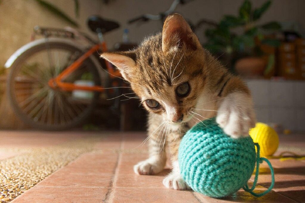 gattino gioca con pallina