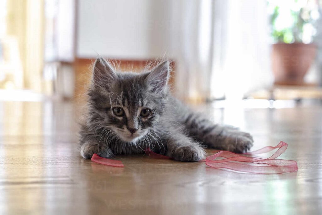 gattino a pelo lungo sul pavimento