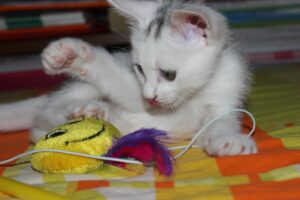 5 giochi per gatti con le piume, bellissimi e stimolanti per il Micio che ama divertirsi