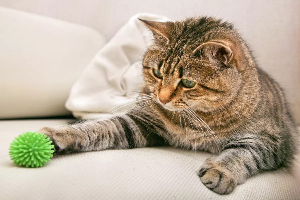 gatto giocherellone