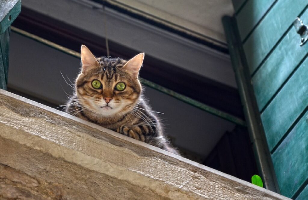 gatto soriano affacciato finestra