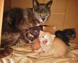 Gatta guida due angeli dai suoi gattini: li salvano