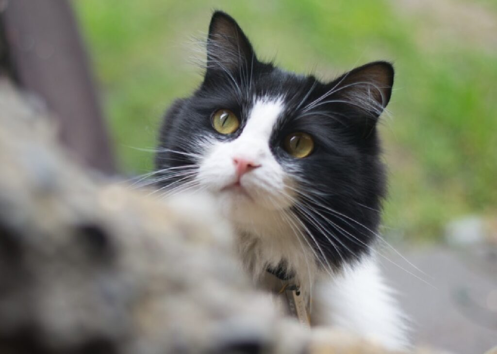 gatto occhi gialli penetranti