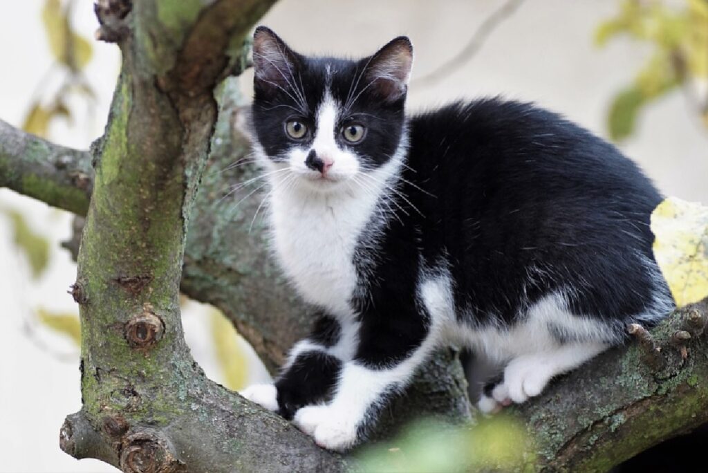 gatto bianco nero su ramo albero