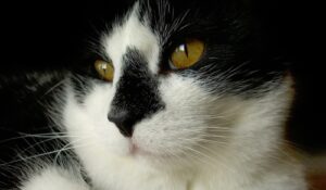 La leggenda dei gatti dal pelo nero e bianco, quando l’amore incontra il mito