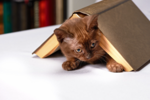 5 libri per conoscere meglio il gatto, i migliori