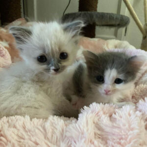 Lilo, Stitch e Nani: i tre gattini malati e bisognosi d’aiuto