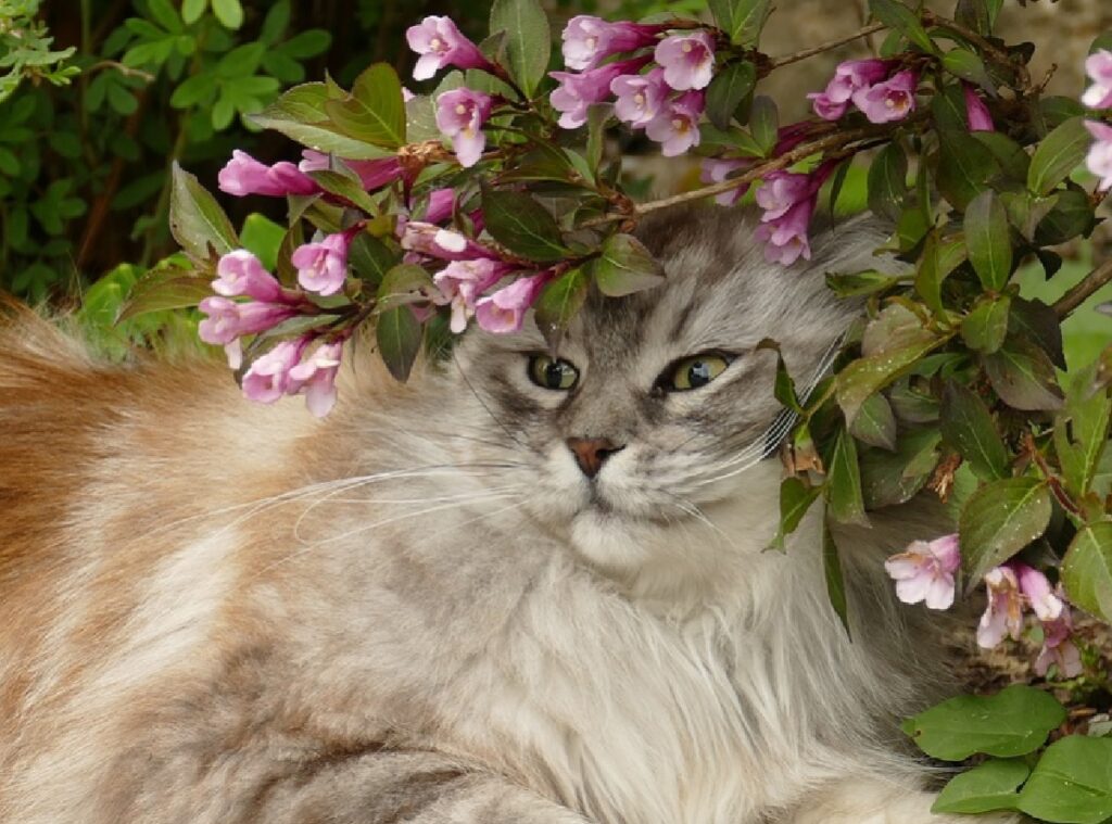 gatto merlino sotto albero