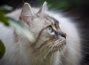 Mantova, scomparso da un giorno all’altro, il mistero sulla vicenda del gatto Merlino