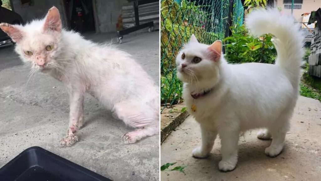 gatta bianca prima e dopo