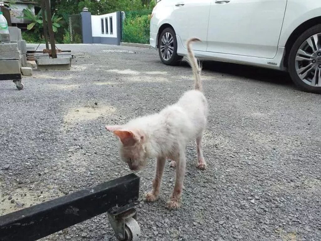 gatta bianca malata