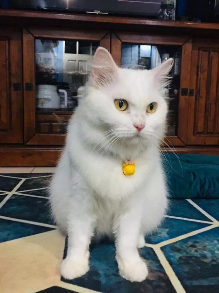 gatta bianca