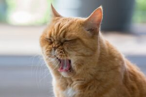 5 migliori accessori per gatti pigri, comodi e confortevoli