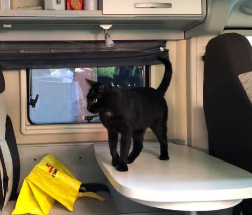 gatto nero dentro camper