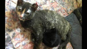 Minka: la mamma gatta che riportato diverse ustioni per salvare i suoi cuccioli
