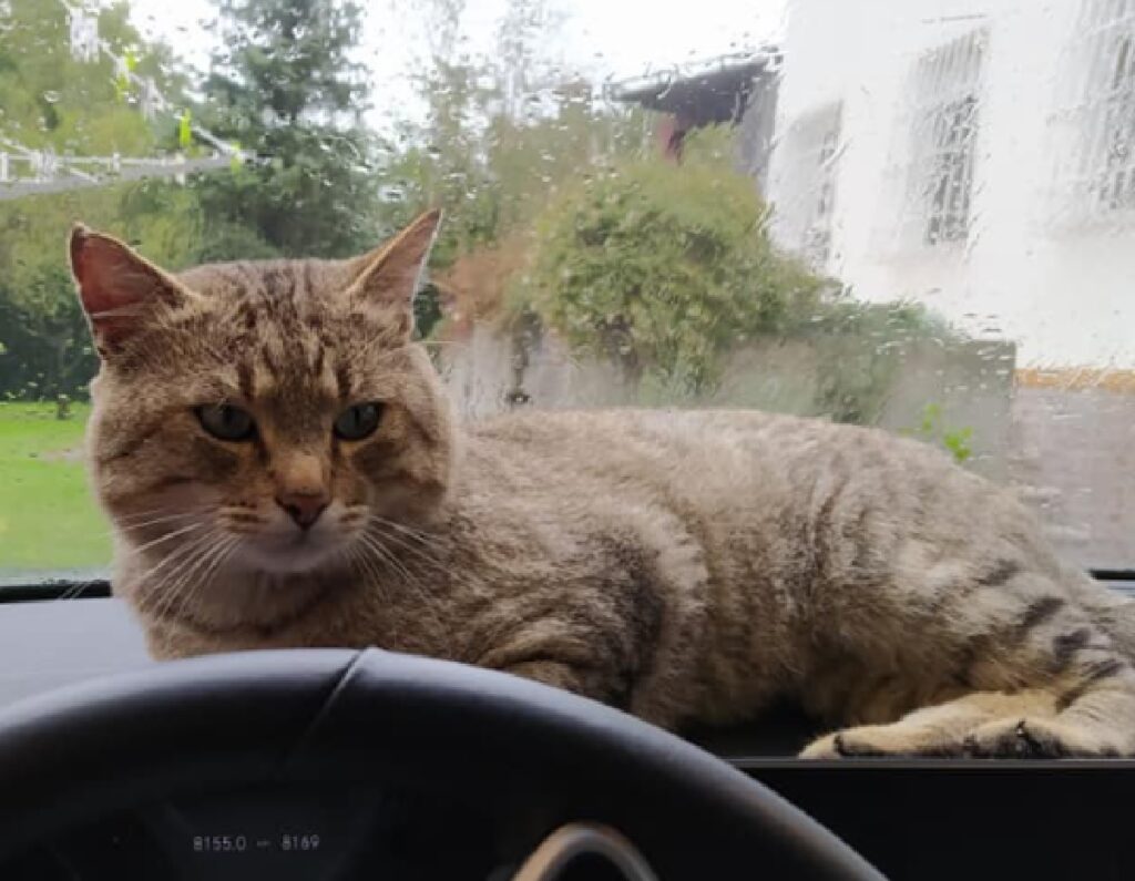 gatto soriano vicino colante auto