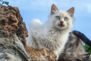 Mogliano Veneto, Saki smarrisce la via di casa, c’è preoccupazione per il gatto