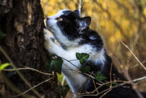 Mossa, tutti alla ricerca della piccola Minù, la gattina deve essersi nascosta da qualche parte