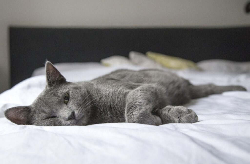 gatto schiaccia pisolino su letto bianco