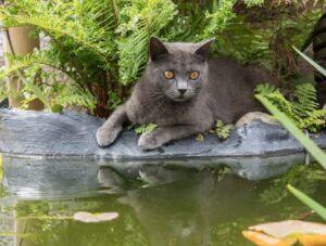 Pavona, il gatto Pusciok manca a casa da mesi, l’appello della proprietaria è toccante