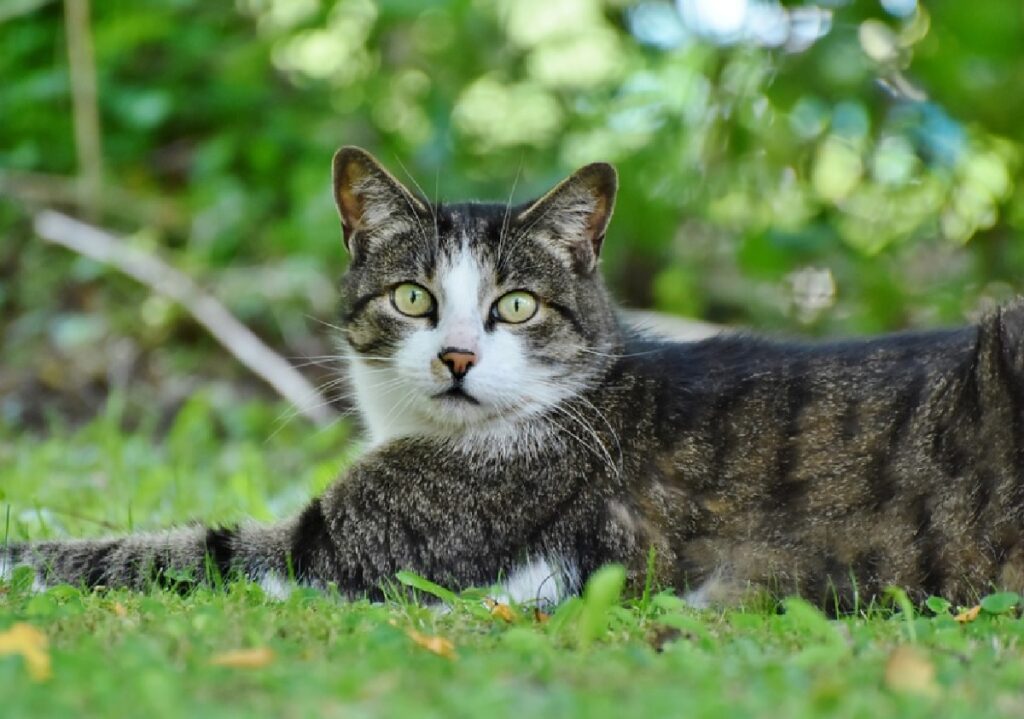 gatto occhi spalancati verde