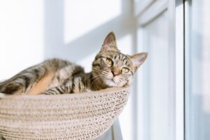 Tutte le precauzioni per portare il gattino in vacanza