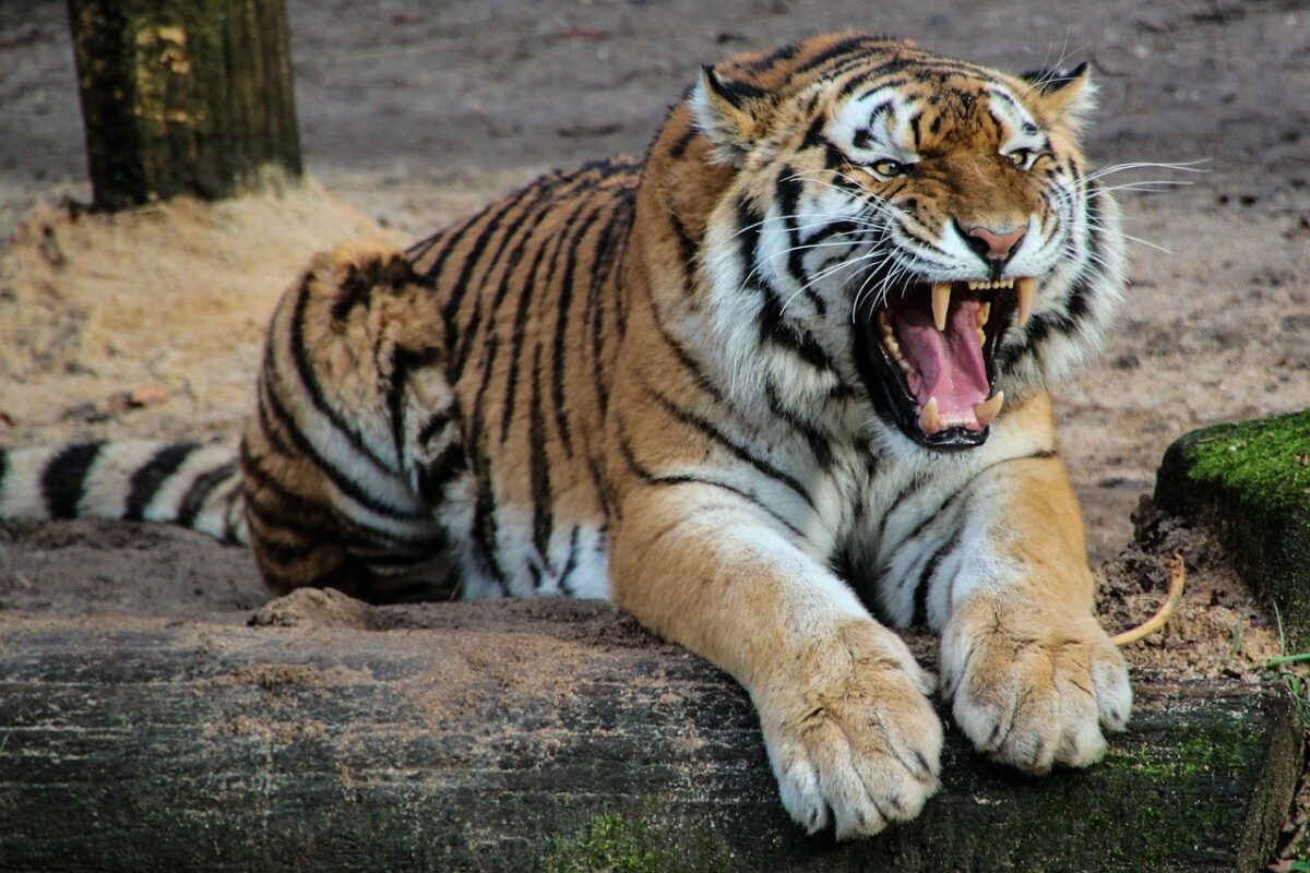 tigre arrabbiata