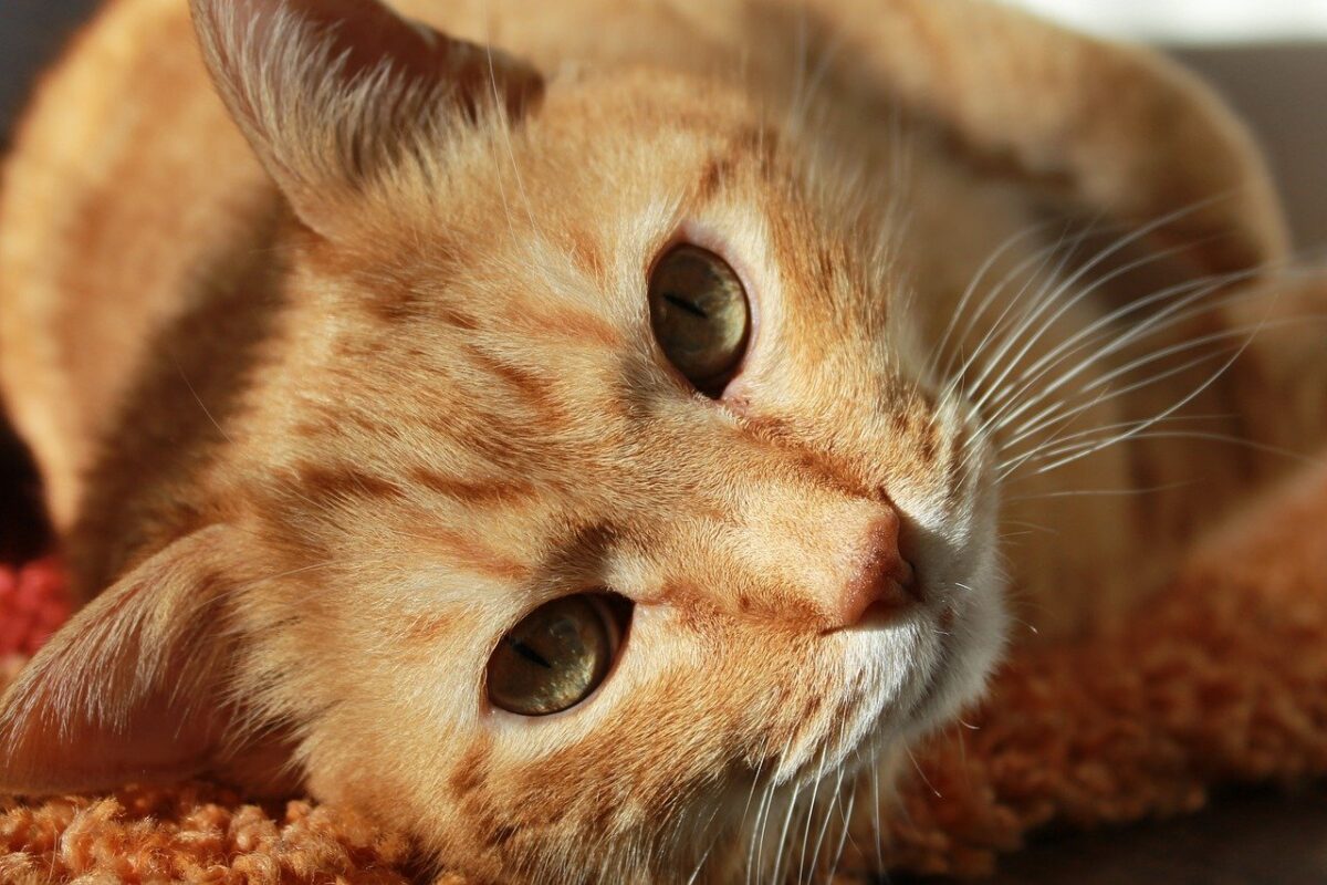 gatto in primo piano