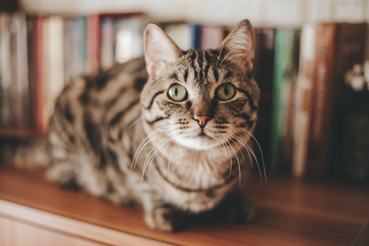 gatto sulla libreria