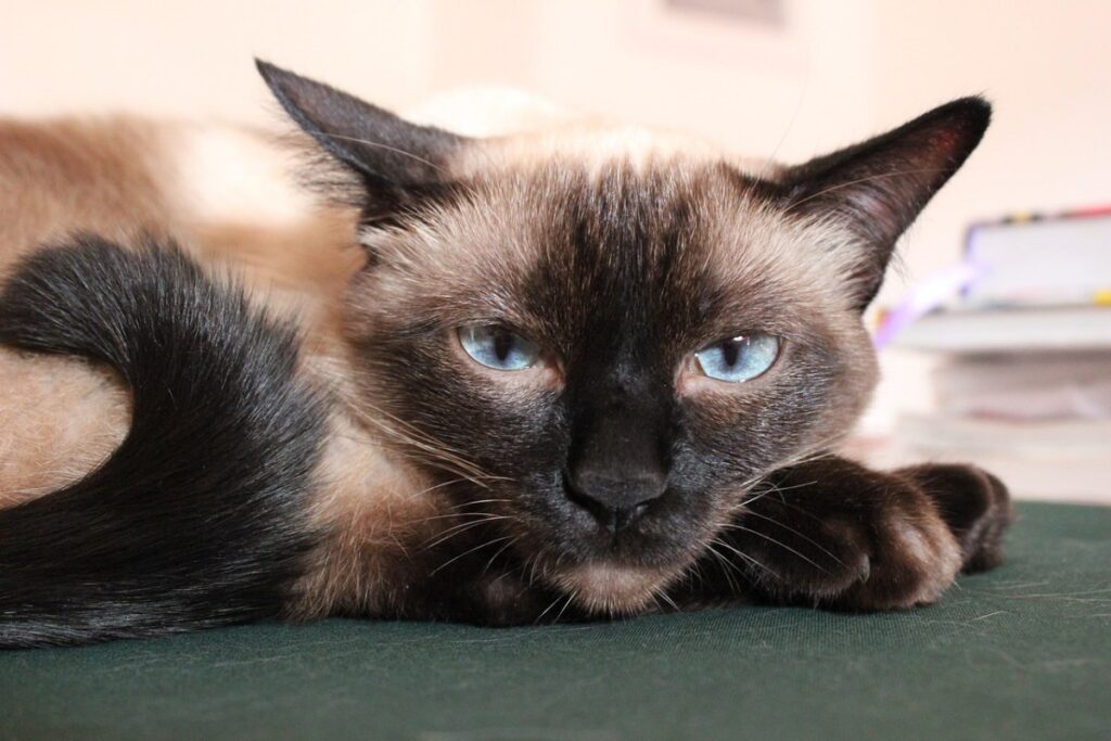 gatto siamese