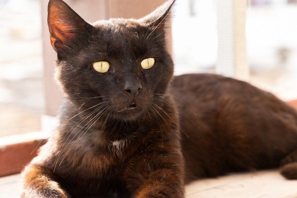 gatto nero anziano