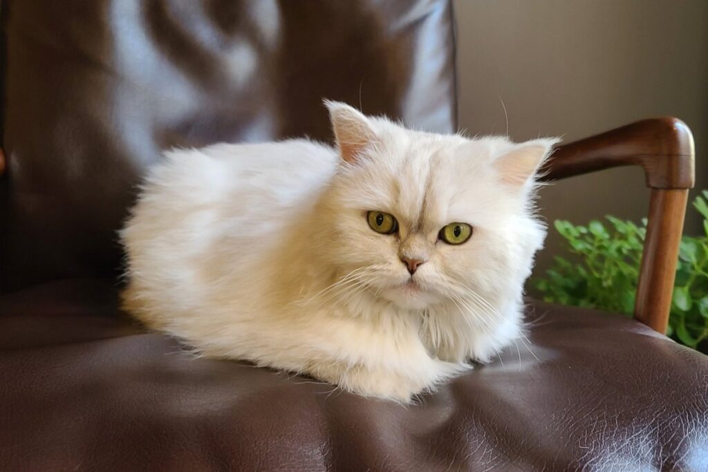 gatto bianco