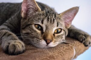 Revertor per gatti: cos’è e come funziona