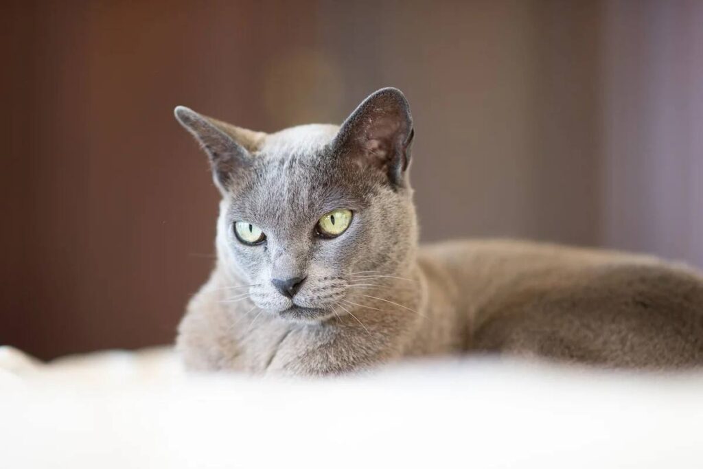 gatto grigio