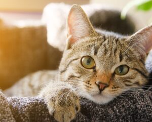 Come si fa a riconoscere un gatto adatto ai bambini?