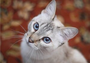 Roma, scambiano il gatto per un randagio e lo portano via, la famiglia da il via alle ricerche