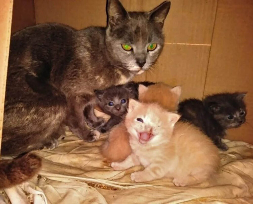 mamma gatta con gattini