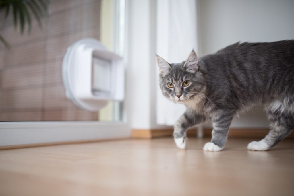 gatto che ha dolore alla zampa