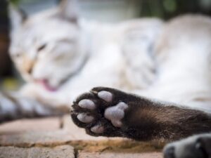 Spina nella zampa del gatto, come estrarla correttamente